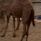 بكار نضيفه