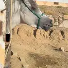 فحل واهو