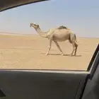 فحل تمامي اشقح منتج