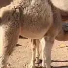 بكره على رضاع العمر 5 شهور نظيفة