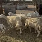 ضان حريات صنف مراح واحد كفووو