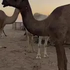 بكره ضريبه للبيع