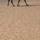 مجهم معشر