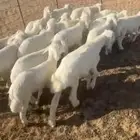 بهم تربيه