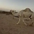 بعير رماني