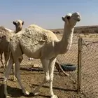 قعدان عدد 2 اعمار 12 شهر