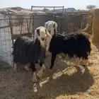 خرفان سدس على الشرط