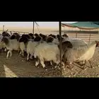 غنم نعيم دفيع .