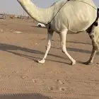 العشرا الوضحا الكفو