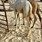 قعدان تربية طيبه