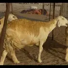 سلام عليكم ورحمة الله وبركاته