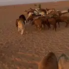 جذعان سواكن مربوطة شحم