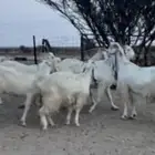 معزا مصريات