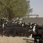 مراح عوارض فااخره