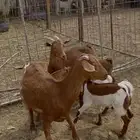 معزا متاويم