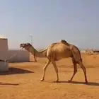 قليصه جمل