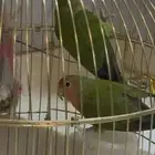 زوج روز كلاسيك منتج (وجه خوخي   وجه برتقالي)
