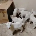 تيوس ماعز قزم للتربيه جاري تعويدها على الرضاعة