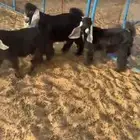 للبيع تيوس ذبايح شحم