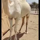 للبيع بعير السن ثني.