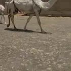عشرا حدرها قعود