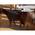 معزا