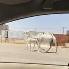 عشراء وضحاء تحتها قعود