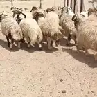 نعيمي وحري وسواكلي وتيوس غنم بريه ويوجد خدمة ذبح وتوصيل