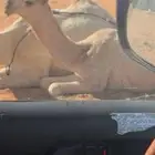 قعود كفو على حوران بعير ابن سقيان