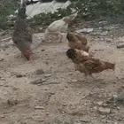 مواشي وطيور