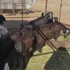 للبيع تيوس بريه للبيع