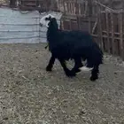 خروف نجدي فاخر ضحيه