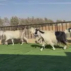 معزا مصريات جروم فاخره دفيع