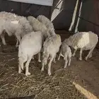 حريات متابيع