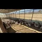 للبيع دجاج بلدي كوم ريش