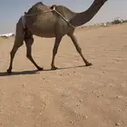 عشرا صفرا حدرها قعود كفو