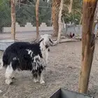 خروف نجدي