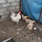دجاج بلدي