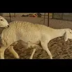 سلام عليكم ورحمة الله وبركاته