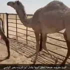 للبيع بكره