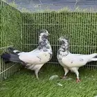 زوج علي ولا اساس توب