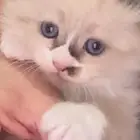 قطط كتن للبيع