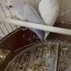 زوج روز للبيع