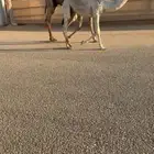 للبيع العشراء الكفوو
