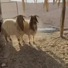 طليان