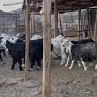 رخال نجد للبيع