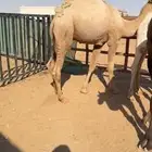 قعود طايش