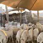 غنم مقاني بفحلها نظيفه مراح واحد خوات بعض ومشروطه السلامه