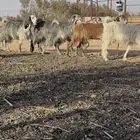 جفرات مصريات خصصصم والون مميز