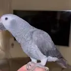 ببغاء كاسكو غيني